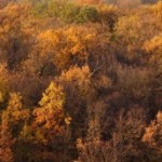 trees