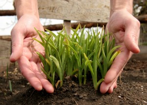 Hands holding grass
