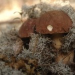 mushrooms