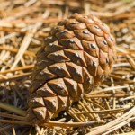 pine cone