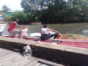 Sea moss farmers report catastophic losses from Hurricane Elsa