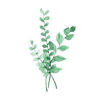 feuille d eucalyptus.jpg