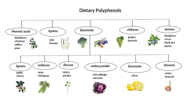 Plyphenols.png