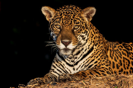 JChapman.01 (1 of 1).jpg