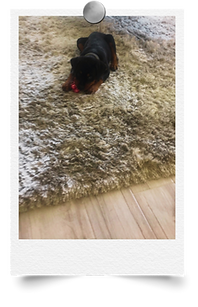 PAST EMPLOYERS BASTOS PAVERS, Professional Services Specialized in Building/ROW permits in Lee & Collier County, brick pavers, travertine pavers. bulding inspections, driveway ROW , stormwater planning