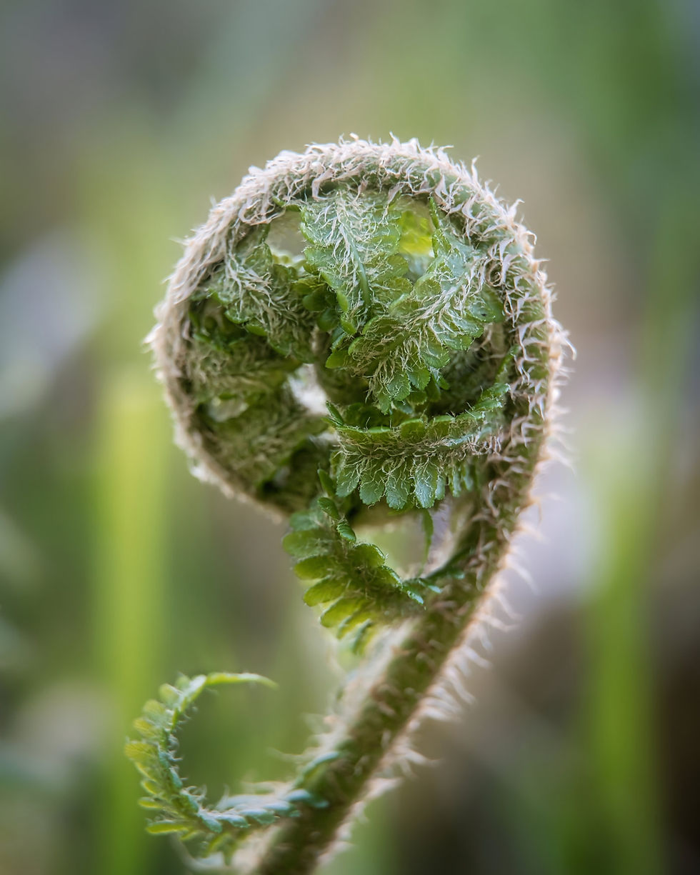 Unfurling.jpg