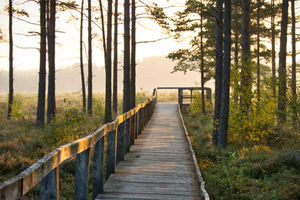 Tranerödsmosse i morgondis