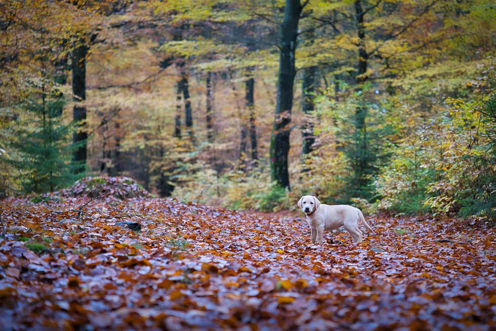 En ljus labradorvalp står på en stig täckt av höstlöv i skogen på Söderåsen och tittar mot kameran.