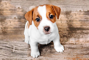 Cagnolino in hotel pet friendly all’Hotel Maritan a Padova, struttura che accoglie animali domestici per un soggiorno confortevole