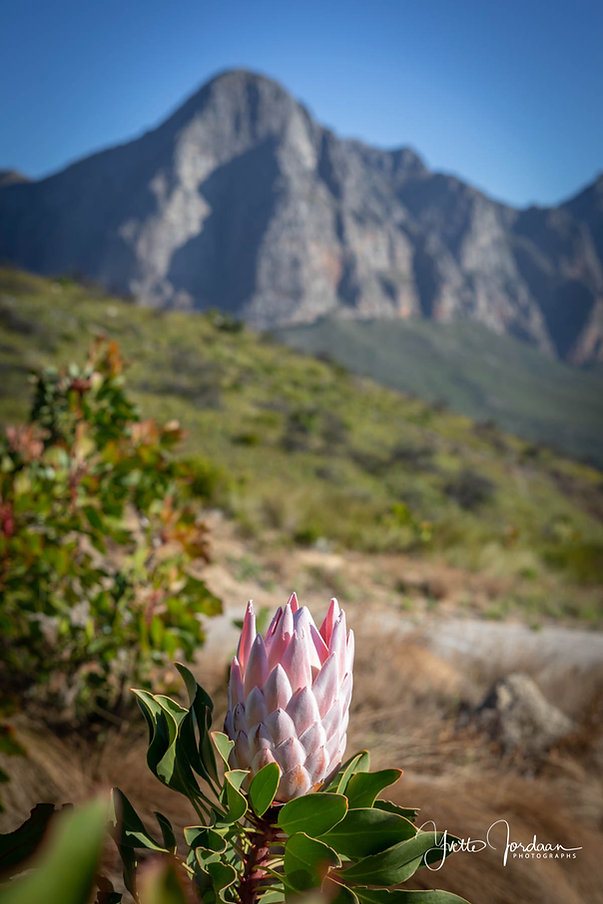 Kikka Protea