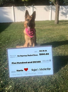 Top new beginnings german shepherd rescue Flash Sales