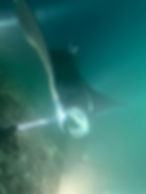Manta_Belgium_78
