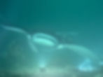 Manta_Belgium_75