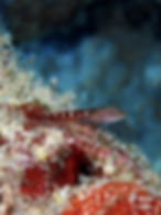 Manta_Belgium_67