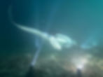 Manta_Belgium_77
