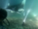 Manta_Belgium_80