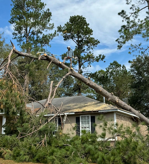 tree-image-01.png