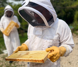Baptême d’apiculture au Domaine de Montaubois avec apiculteur passionné »