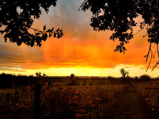 Siebert Vineyard