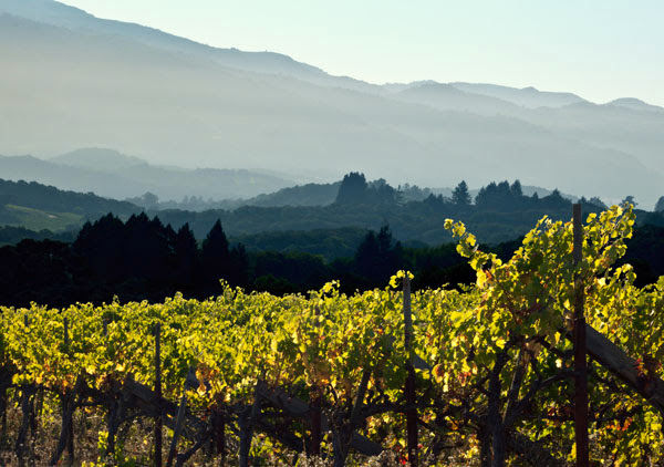 Berger Vineyard
