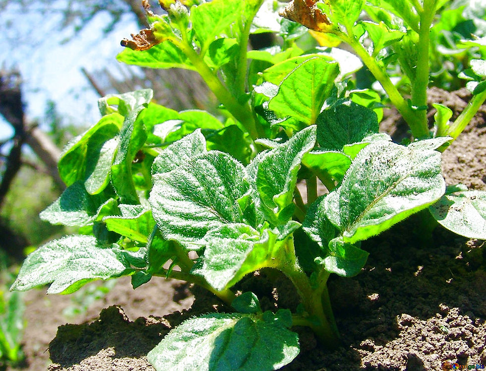 Close up of sprouts coming through the soil.