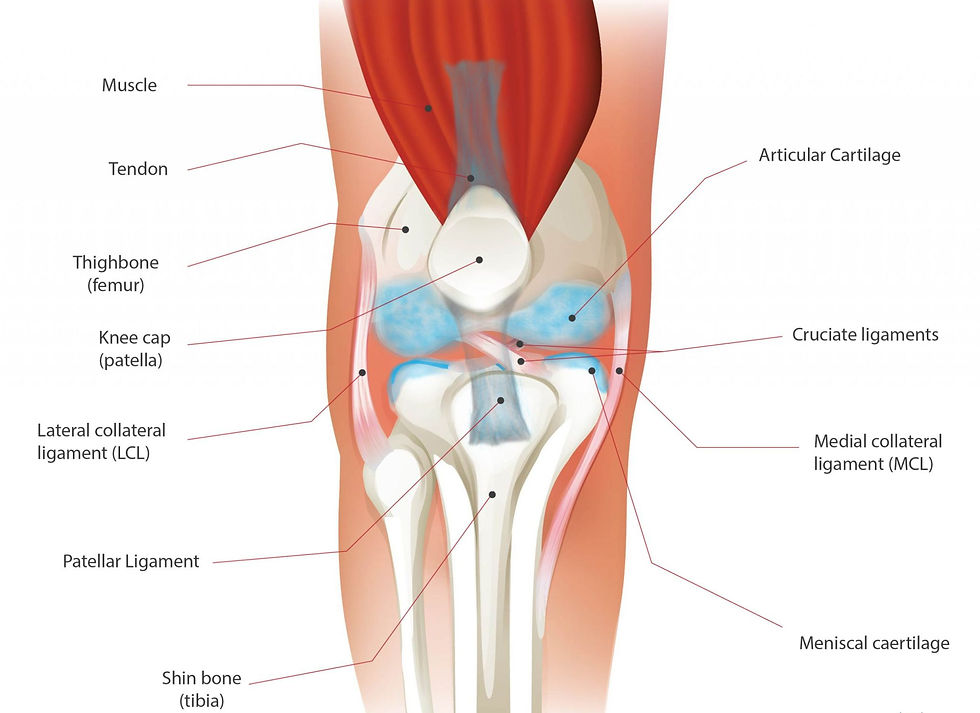 Knee-anatomy-figure-11.06_edited.jpg