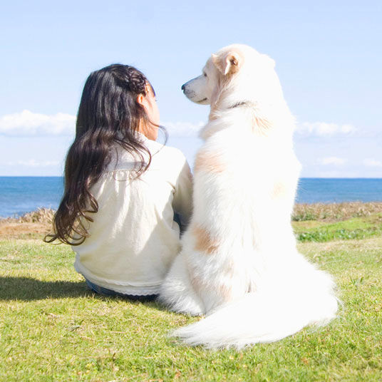 海辺の芝生に座り、遠くを見つめる女性と白い大きな犬の後ろ姿