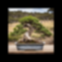 Field Grown Bonsai Australia-3.png