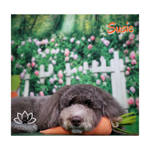 Pet Groomer Purple Paw LLC Mobile Pet Spa Edwardsville, IL USA