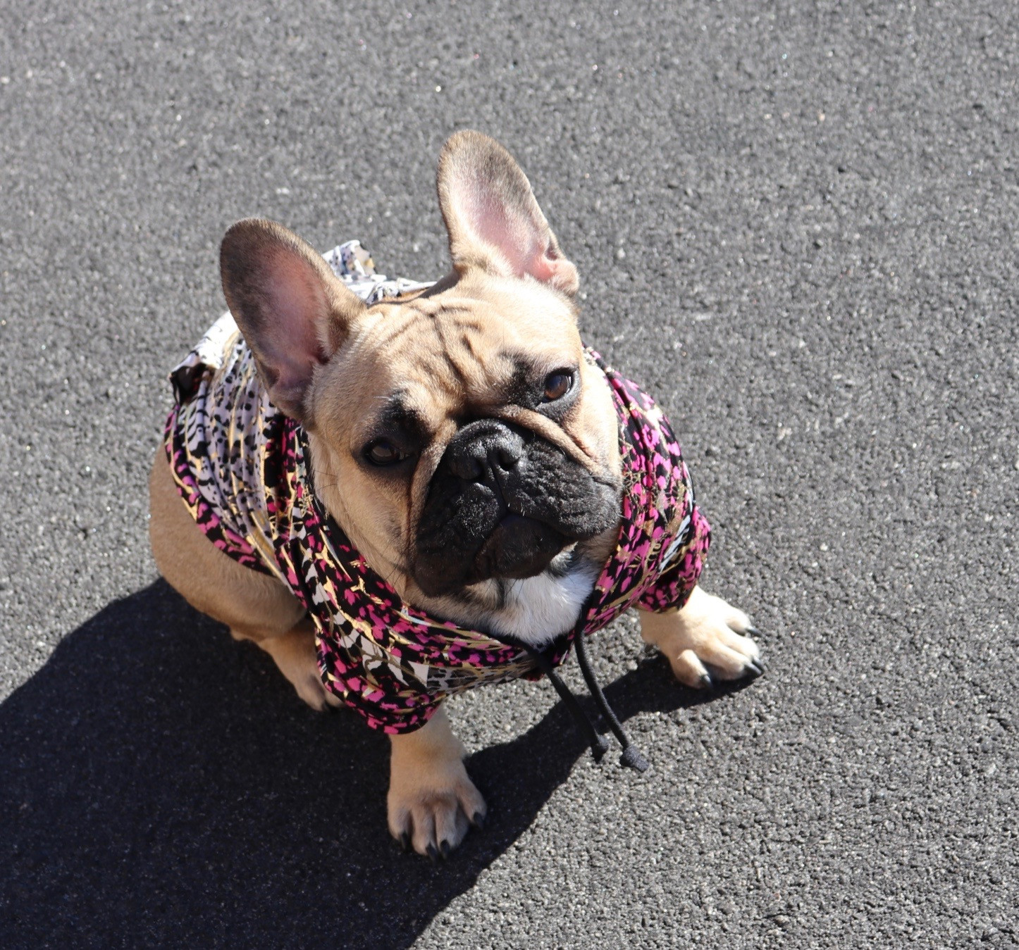 WELCOME | Fabulous Life of Frenchies | French Bulldogs ...