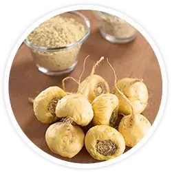 maca_root.webp
