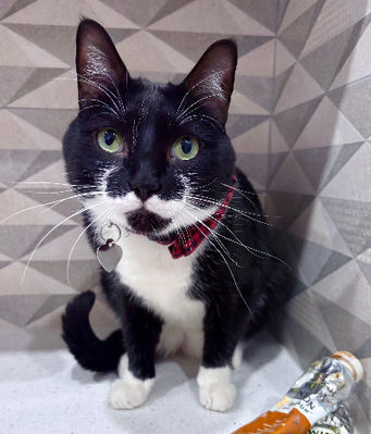 Photo of Jack the Cat