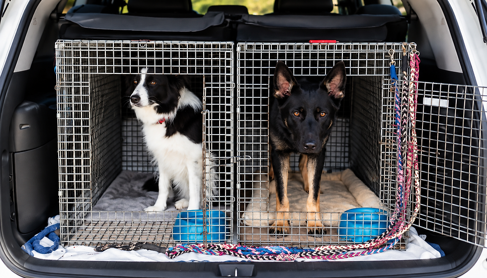 Keeping dogs safely secured in a crate or with a proper restraint can help protect both your dog and everyone in the vehicle while traveling.