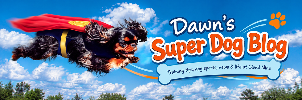 Dawn’s Super Dog Blog featuring a superhero dog flying through the clouds for Cloud Nine Training School for Dogs.