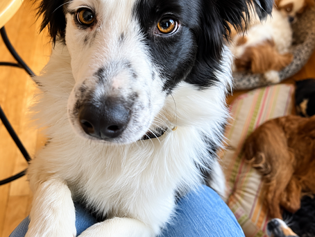 Quarantine With Canines