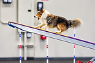 intermediate-agility-dog-teeter-cloud-nine-dog-training.png