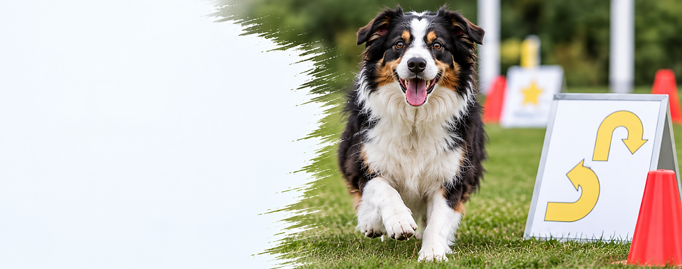 Border Collie on a Rally-O course at Cloud Nine Training School for Dogs