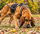 Bloodhound following a scent trail during an outdoor canine tracking class