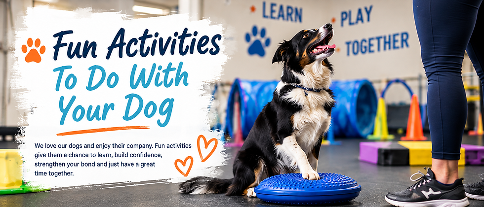 Dog participating in a fun training activity with an instructor at Cloud Nine Training School in Maple Grove, MN.