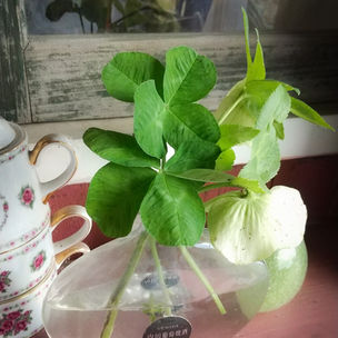良い事ありますように🍀