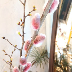 日記再開しました🌸