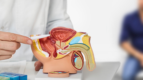 Médico apontando modelo anatômico da próstata