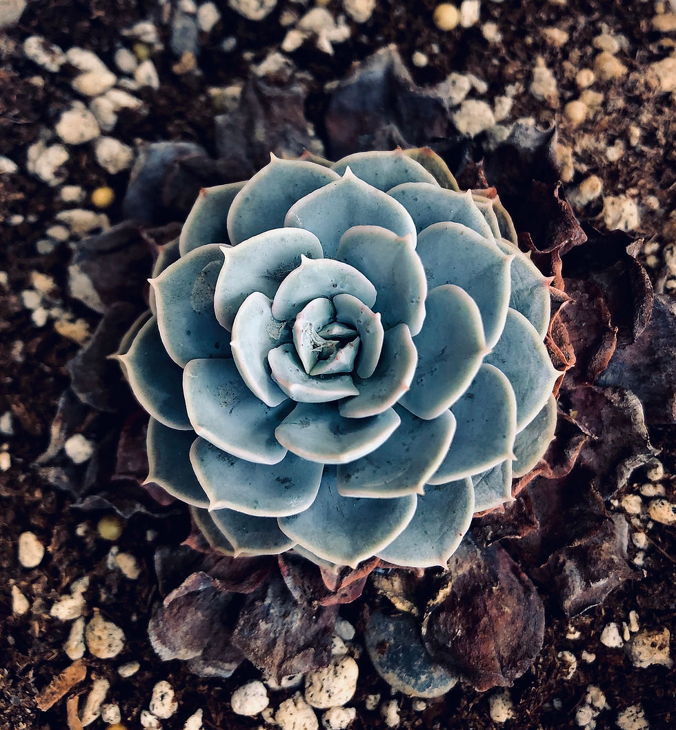 多肉植物種植