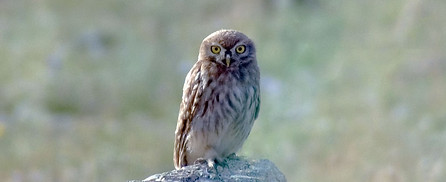 animaux_photo07.jpg