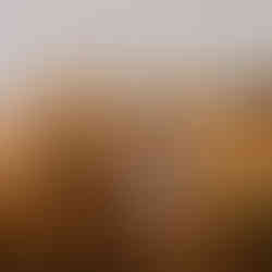 sesja narzeczeńska w makach