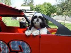 Oreo, the new driver....