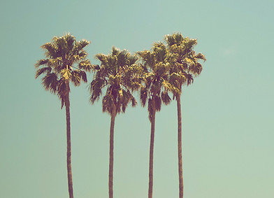 Palm Trees