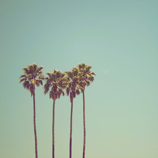 Tall Palm Trees