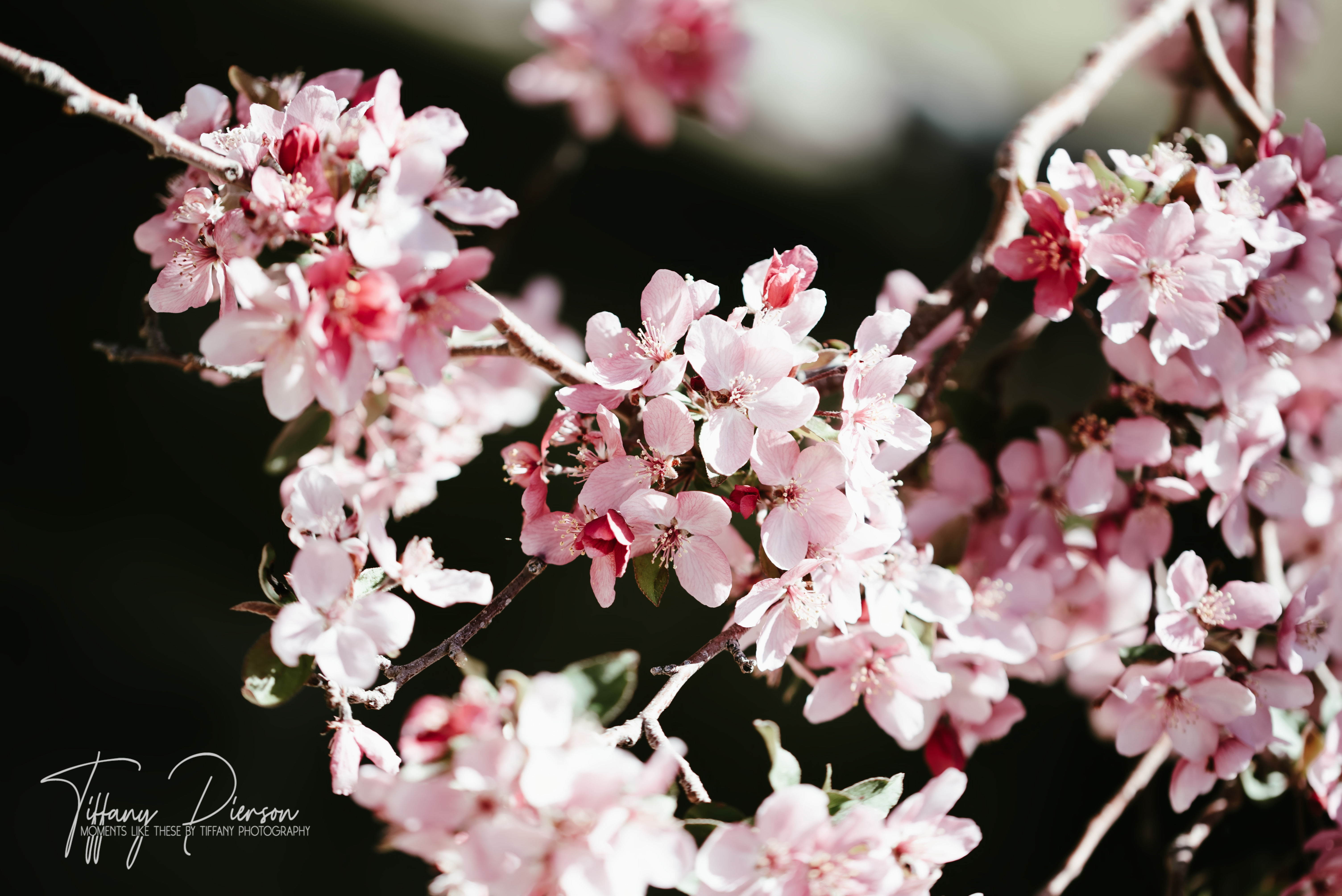 Quiet Blossom