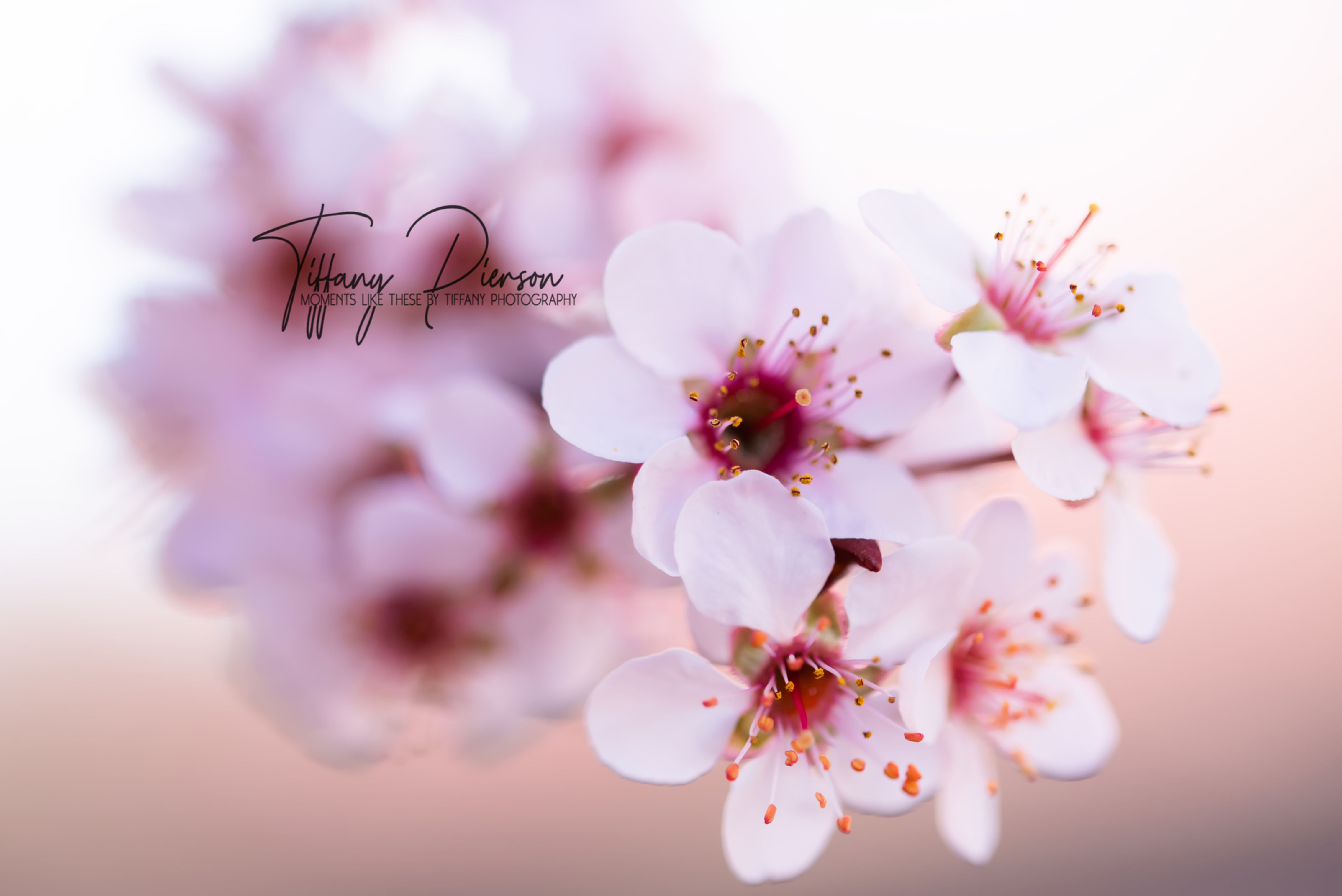 Fleeting Beauty
